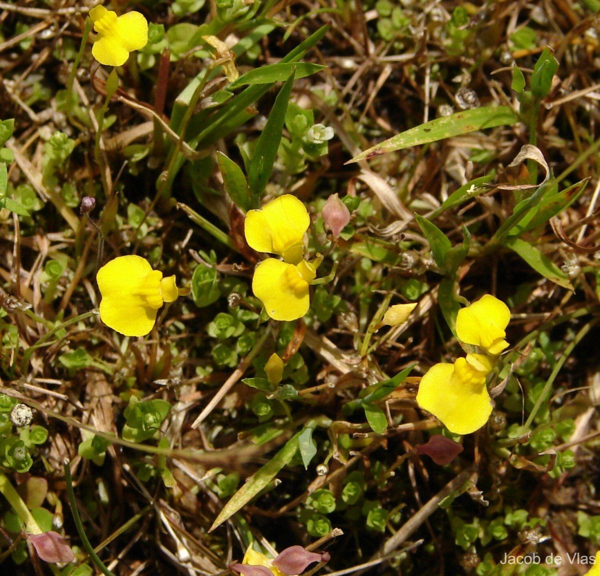 Utricularia bifida L.